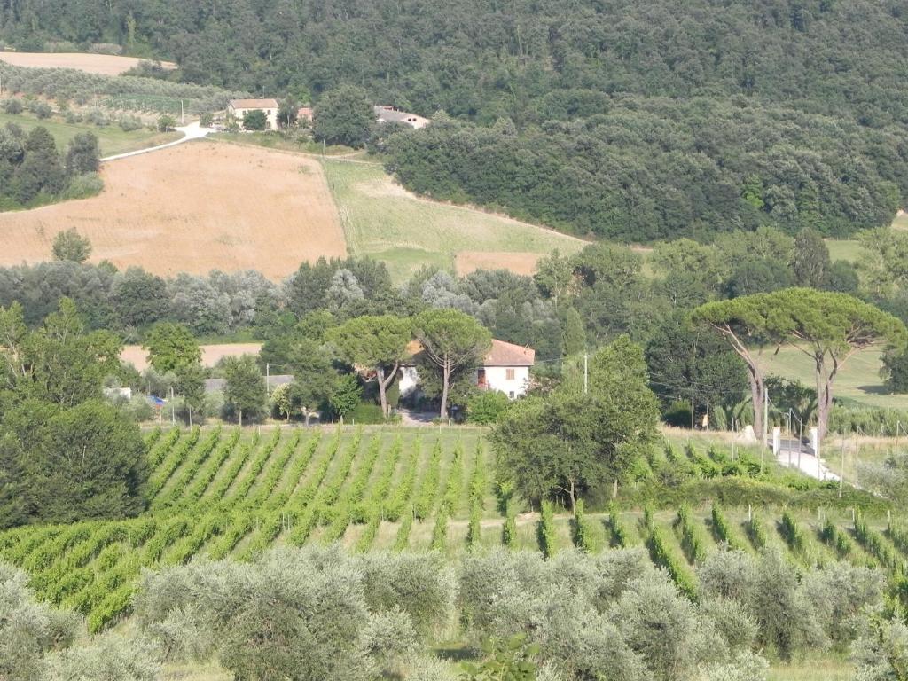 Tenuta Pizzogallo Амелиа Стая снимка
